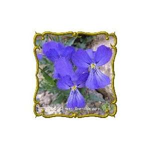   Lb   Corsican Pansy Bulk Wildflower Seeds Patio, Lawn & Garden